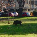 Viareggio - Cinghiali scorrazzano in città, di fronte alla Pineta