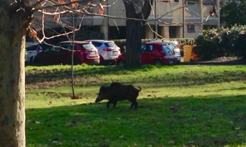 Viareggio - Cinghiali scorrazzano in città, di fronte alla Pineta